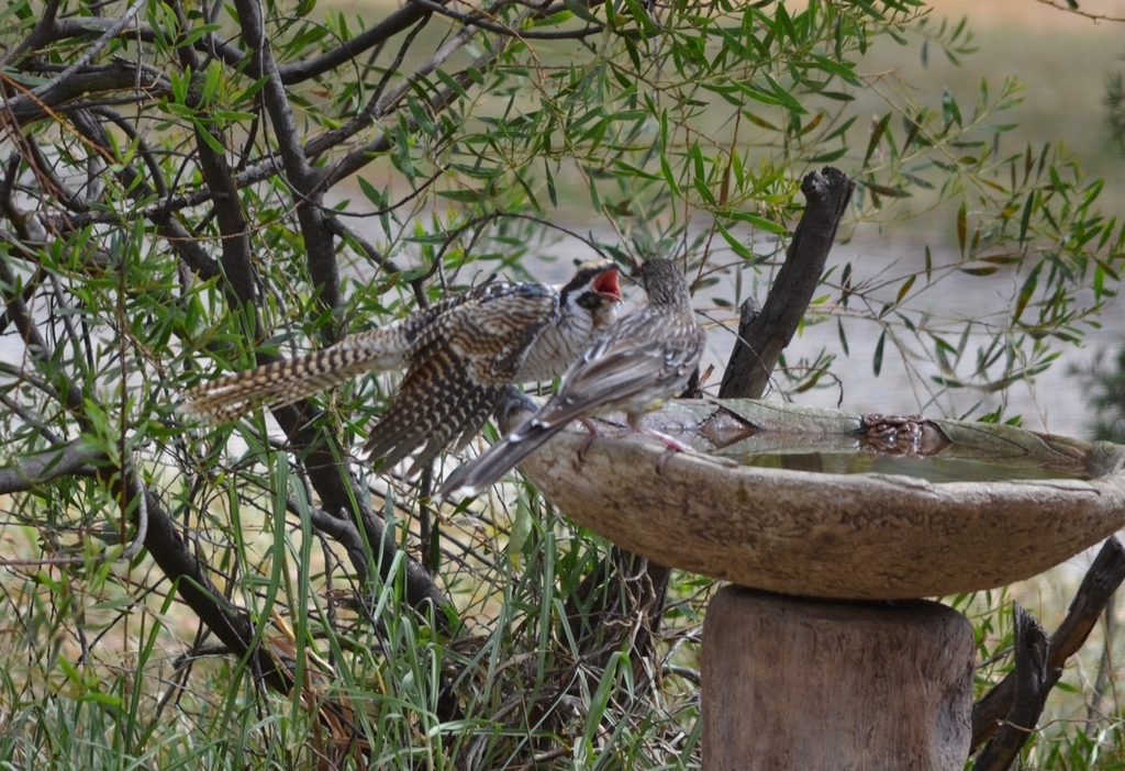 f:id:Wattlebird:20190117071724j:plain