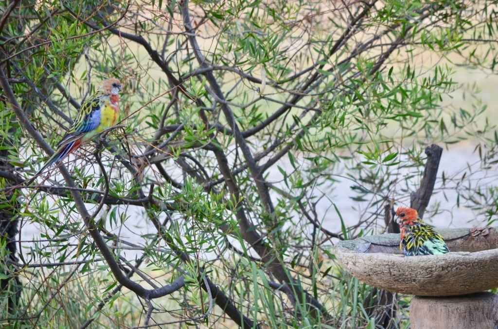 f:id:Wattlebird:20190117072805j:plain f:id:Wattlebird:20190117072805j:plain