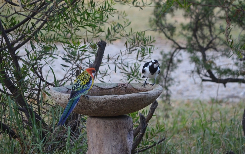f:id:Wattlebird:20190117073155j:plain f:id:Wattlebird:20190117073155j:plain