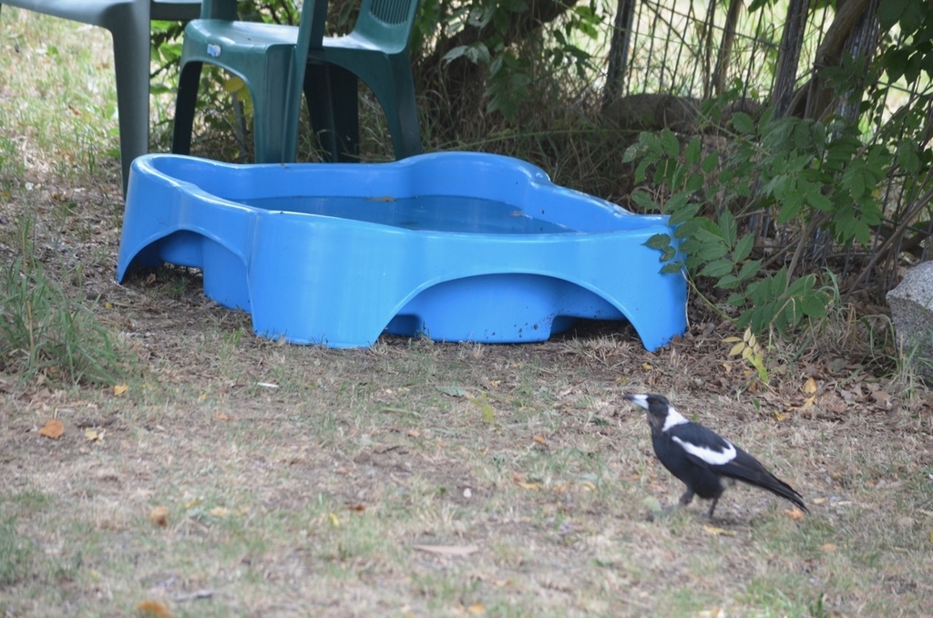 f:id:Wattlebird:20190117074148j:plain f:id:Wattlebird:20190117074148j:plain
