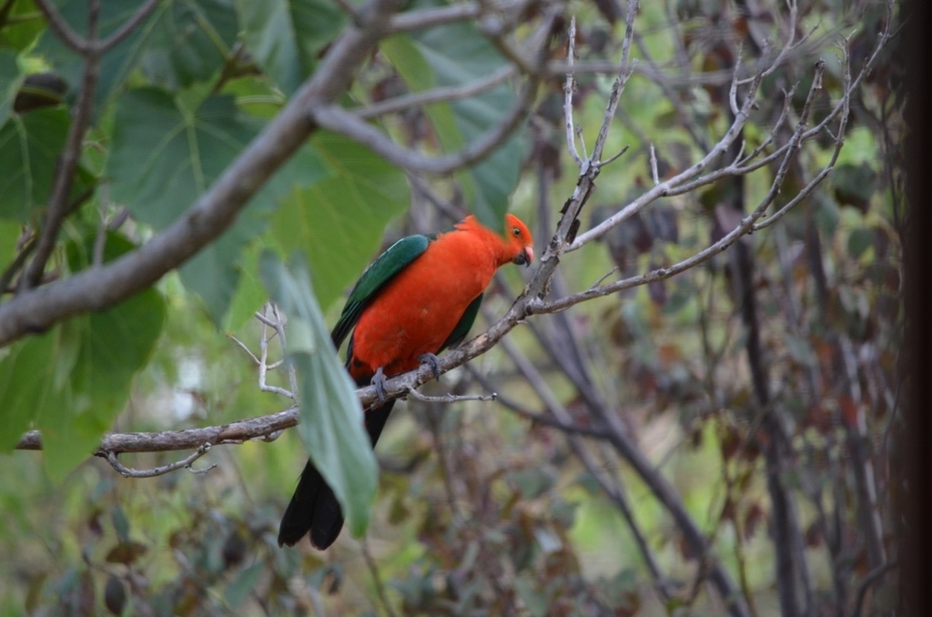 f:id:Wattlebird:20190117074814j:plain