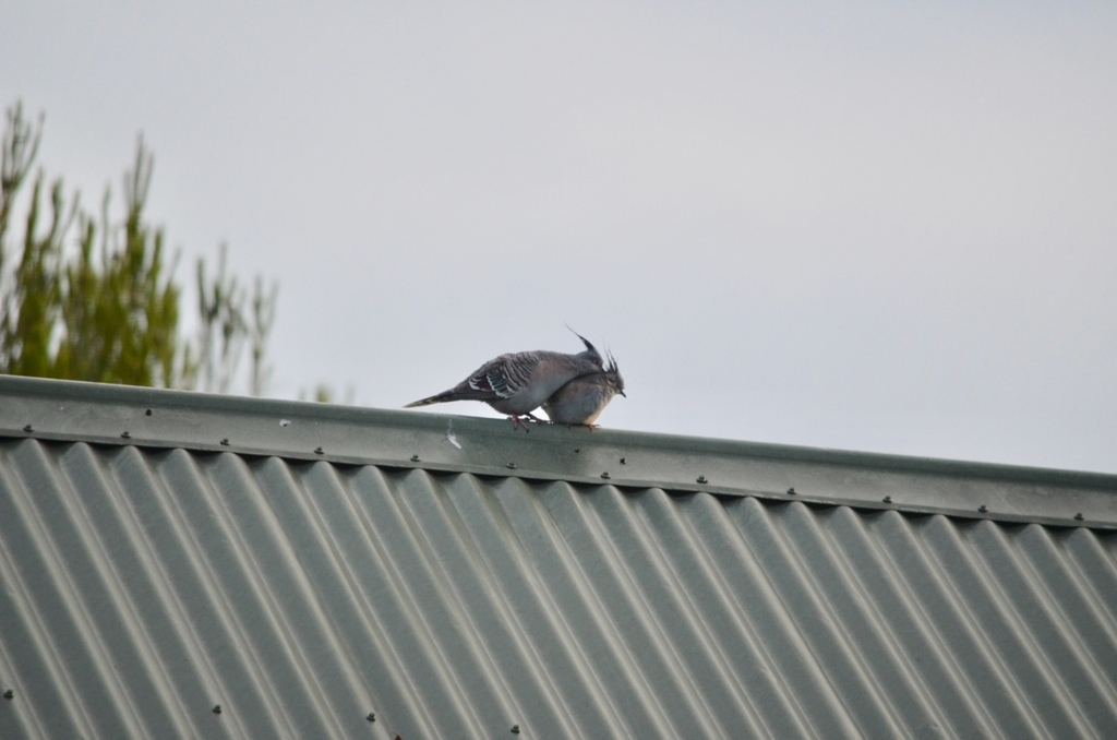 f:id:Wattlebird:20190117074940j:plain f:id:Wattlebird:20190117074940j:plain