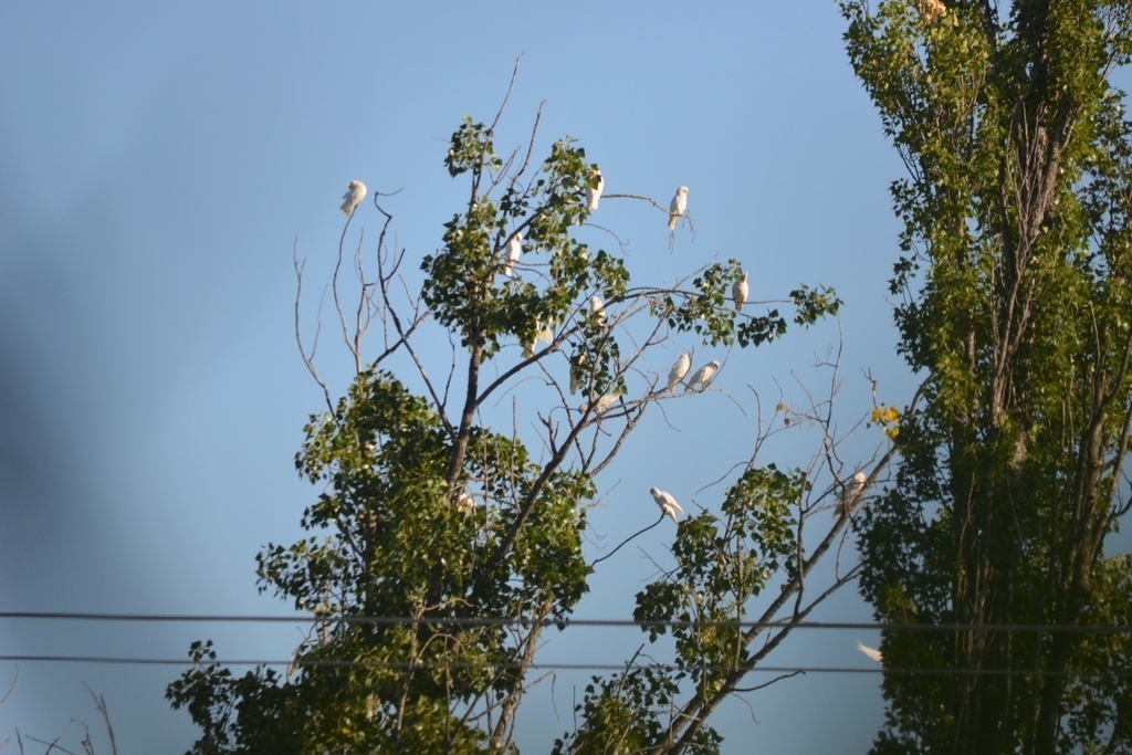 f:id:Wattlebird:20190117075625j:plain