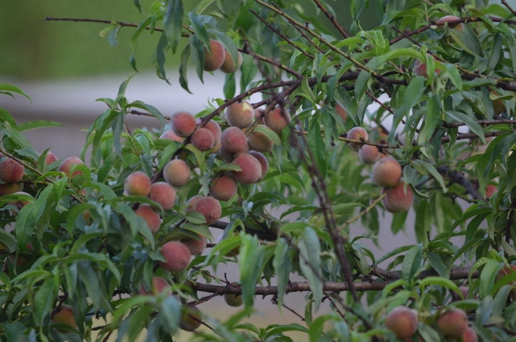 f:id:Wattlebird:20190117075857j:plain