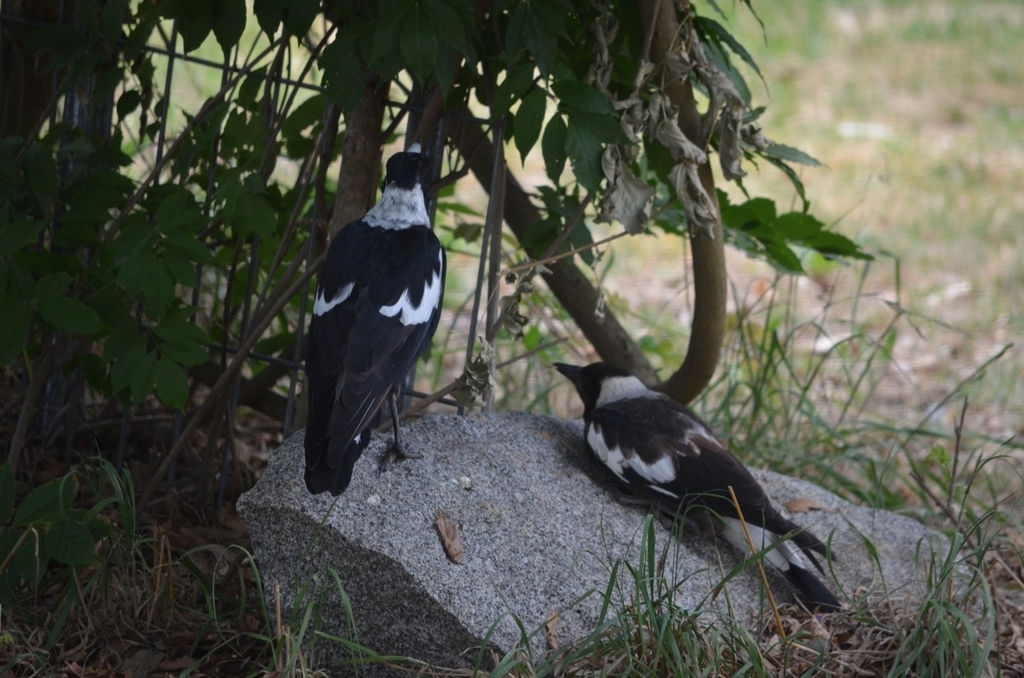 f:id:Wattlebird:20190117080850j:plain f:id:Wattlebird:20190117080850j:plain