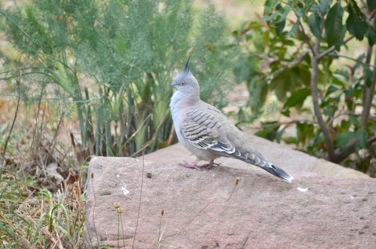 f:id:Wattlebird:20190428140850j:plain f:id:Wattlebird:20190428140850j:plain
