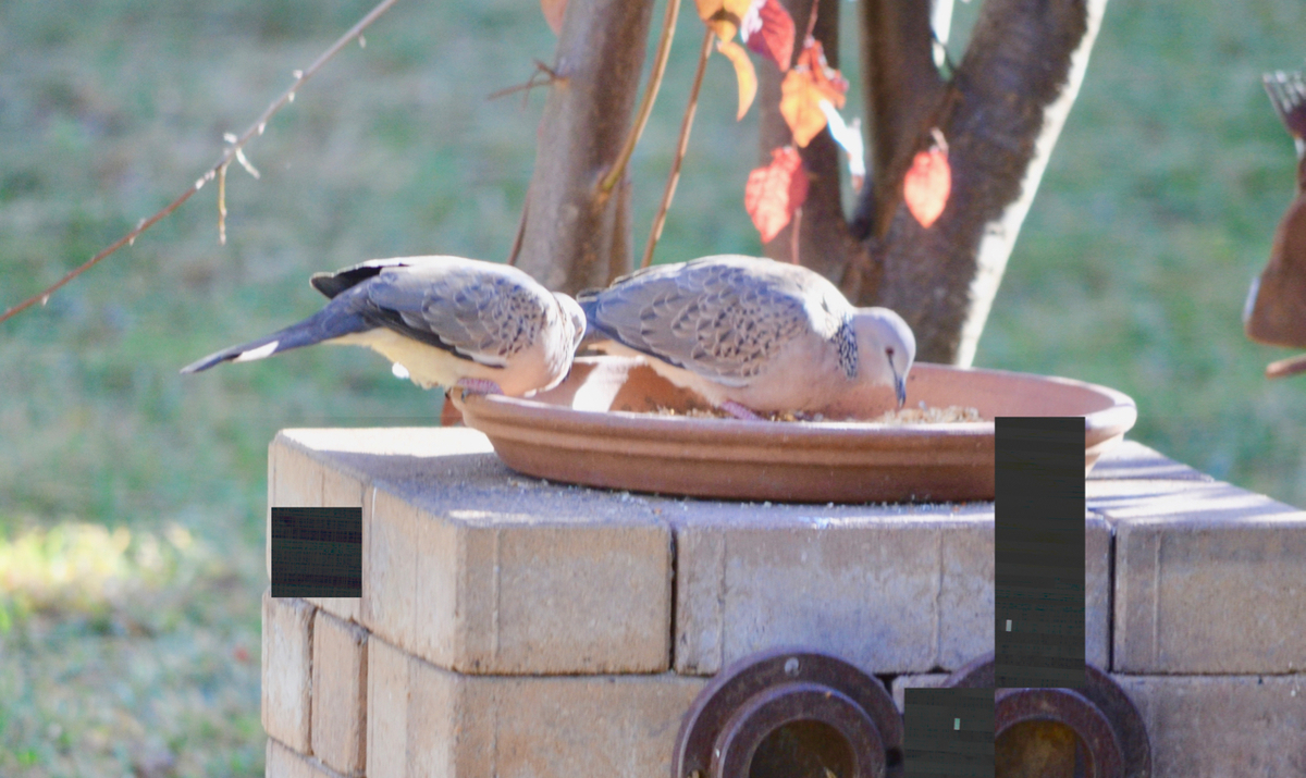 f:id:Wattlebird:20190428141502j:plain f:id:Wattlebird:20190428141502j:plain