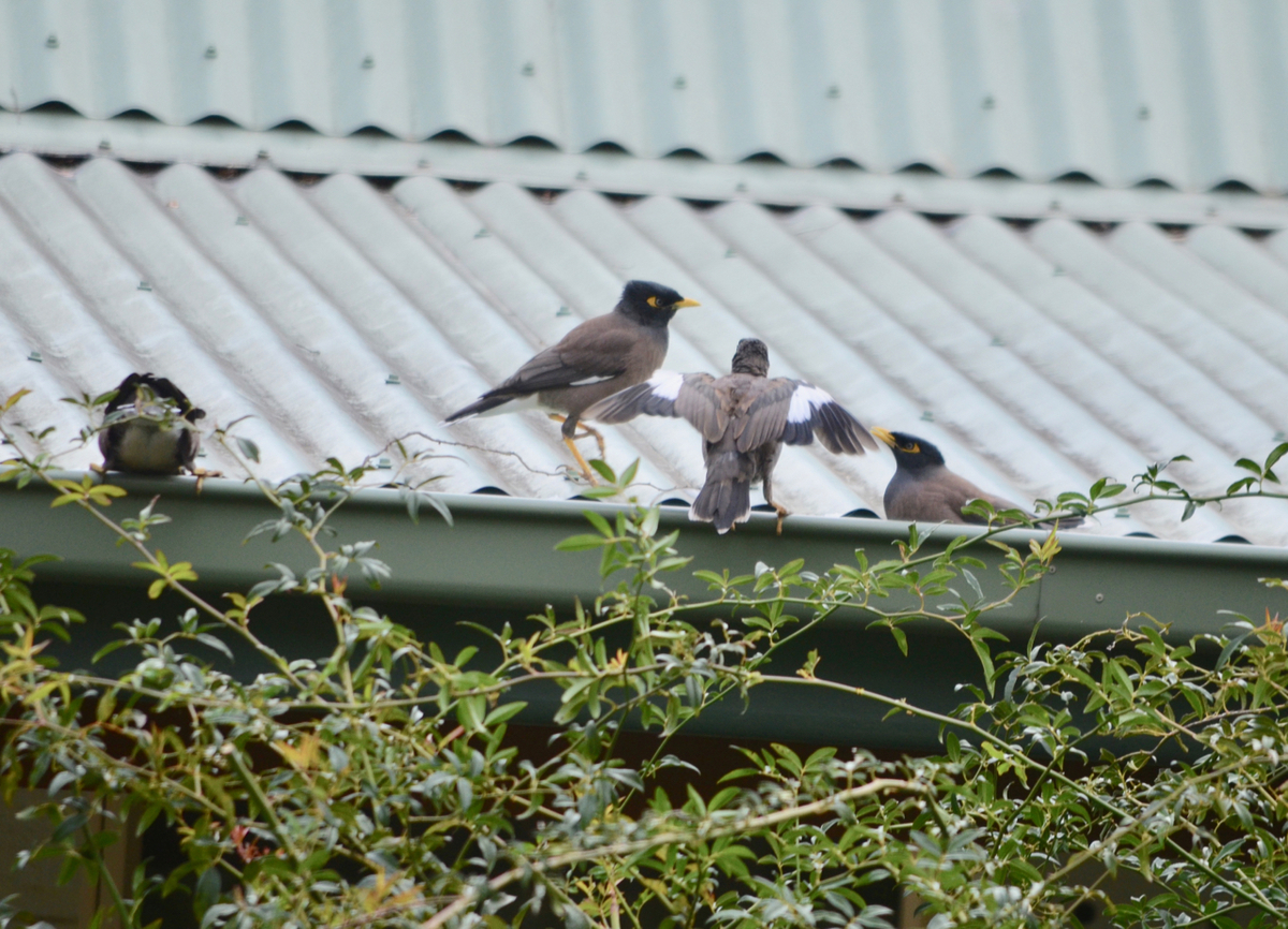 f:id:Wattlebird:20190428141734j:plain f:id:Wattlebird:20190428141734j:plain