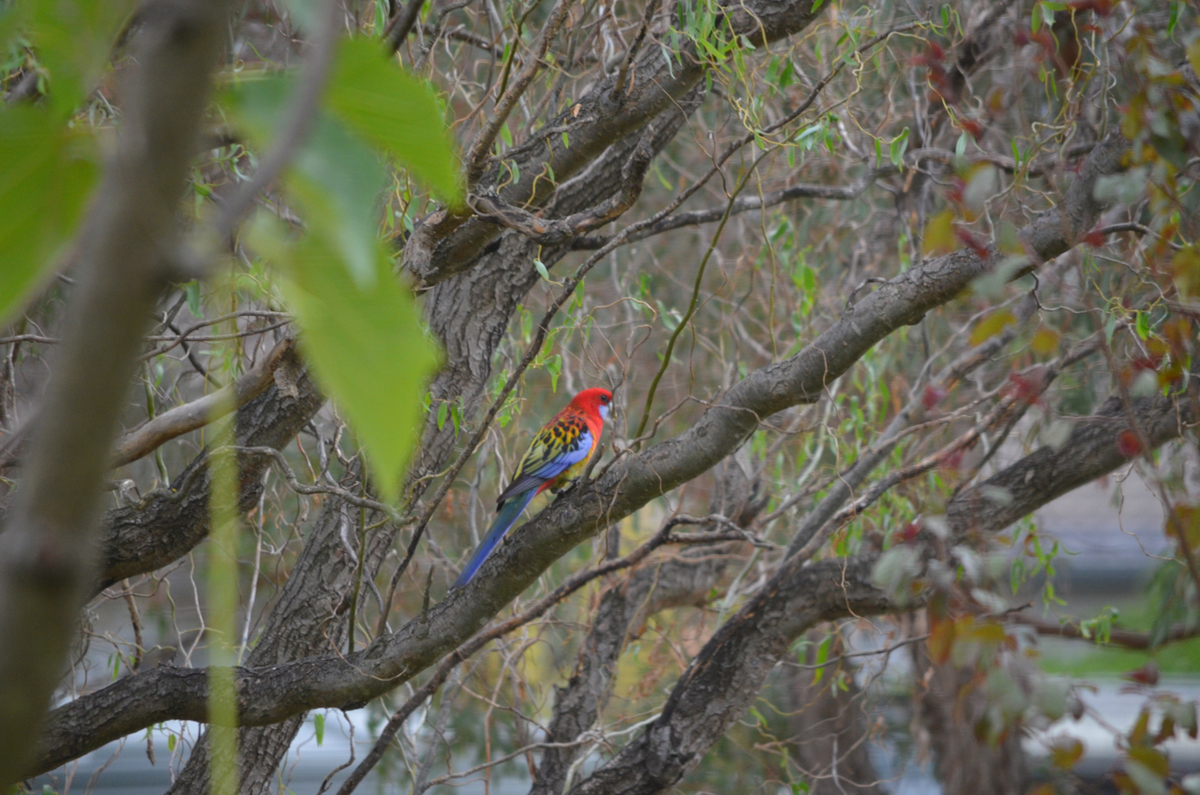 f:id:Wattlebird:20190428142615j:plain f:id:Wattlebird:20190428142615j:plain