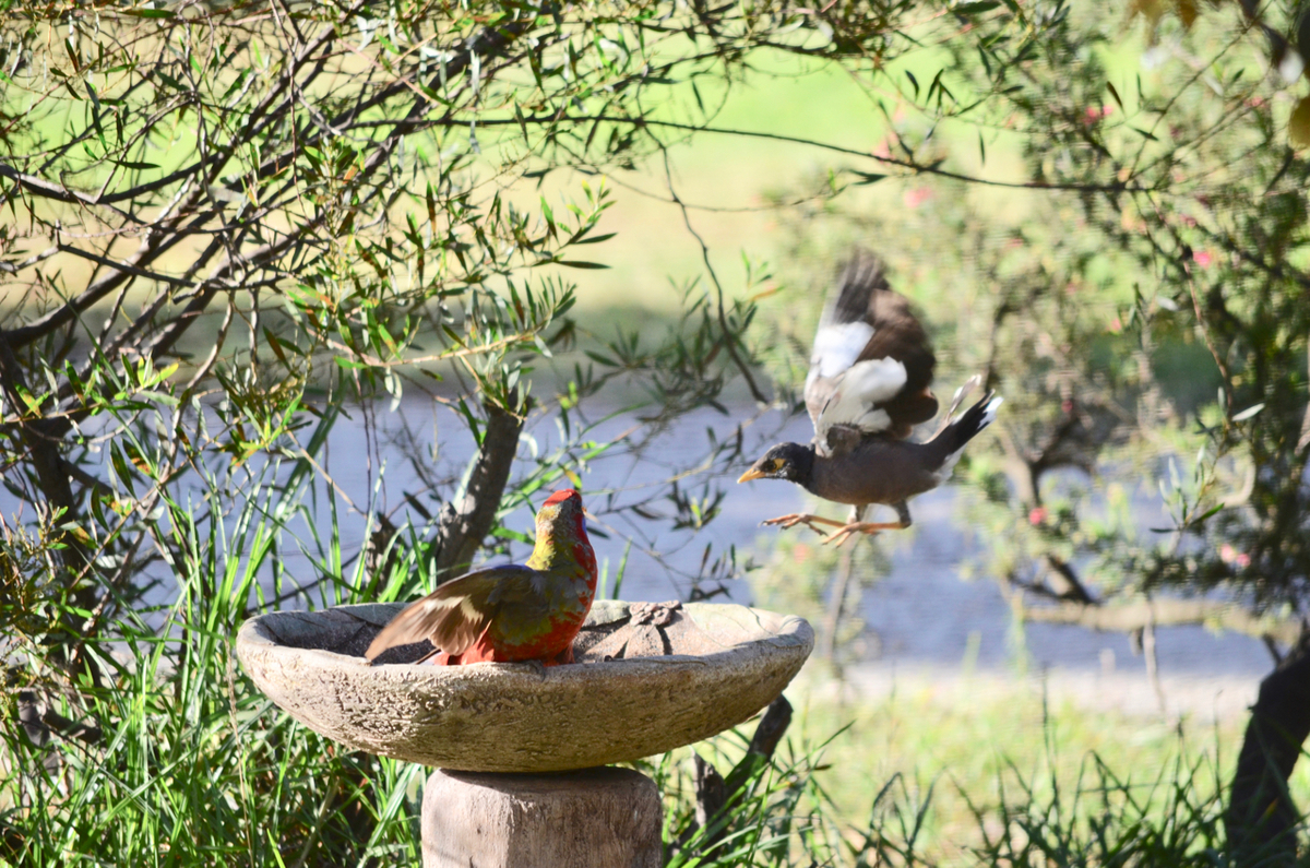 f:id:Wattlebird:20190428144540j:plain f:id:Wattlebird:20190428144540j:plain