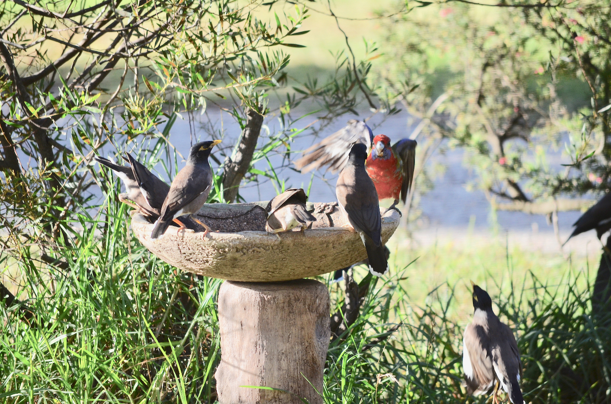 f:id:Wattlebird:20190428144946j:plain f:id:Wattlebird:20190428144946j:plain