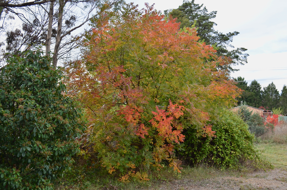 f:id:Wattlebird:20190428145247j:plain f:id:Wattlebird:20190428145247j:plain