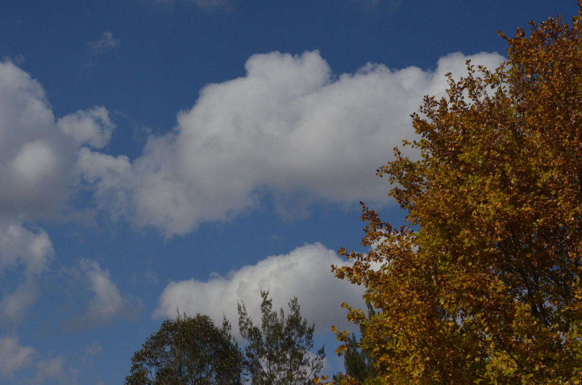 f:id:Wattlebird:20190518210249j:plain f:id:Wattlebird:20190518210249j:plain