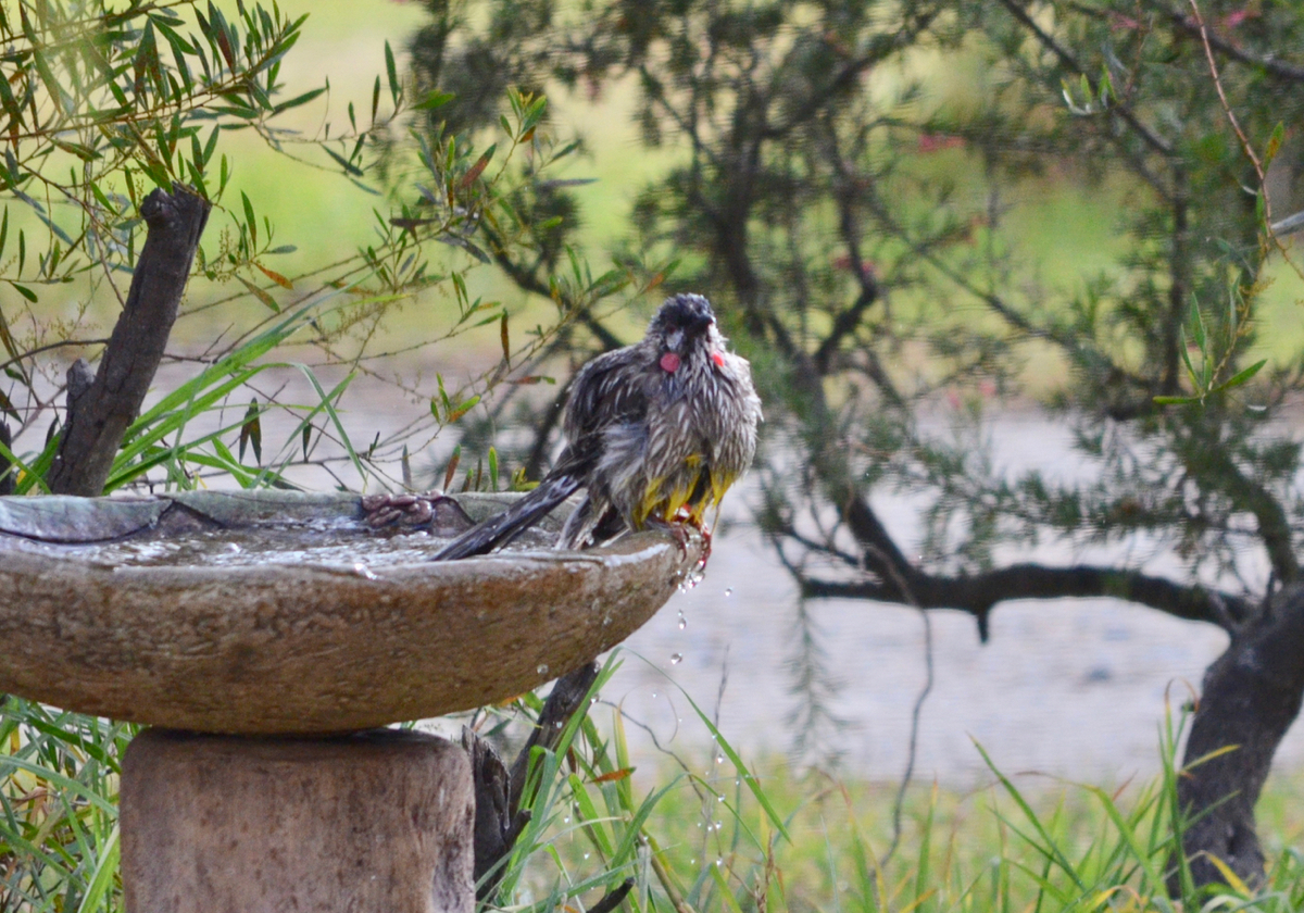 f:id:Wattlebird:20190518211752j:plain f:id:Wattlebird:20190518211752j:plain