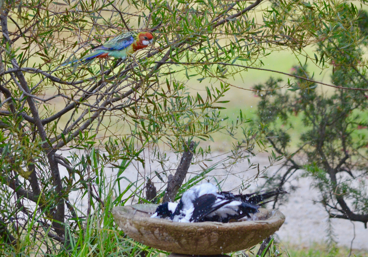 f:id:Wattlebird:20190518212034j:plain f:id:Wattlebird:20190518212034j:plain