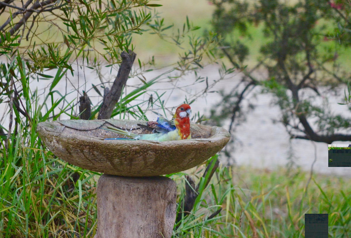 f:id:Wattlebird:20190518212144j:plain f:id:Wattlebird:20190518212144j:plain