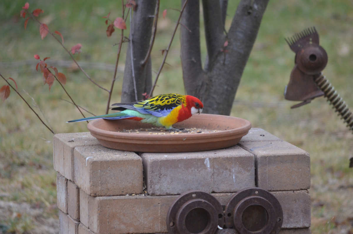 f:id:Wattlebird:20190518212750j:plain f:id:Wattlebird:20190518212750j:plain