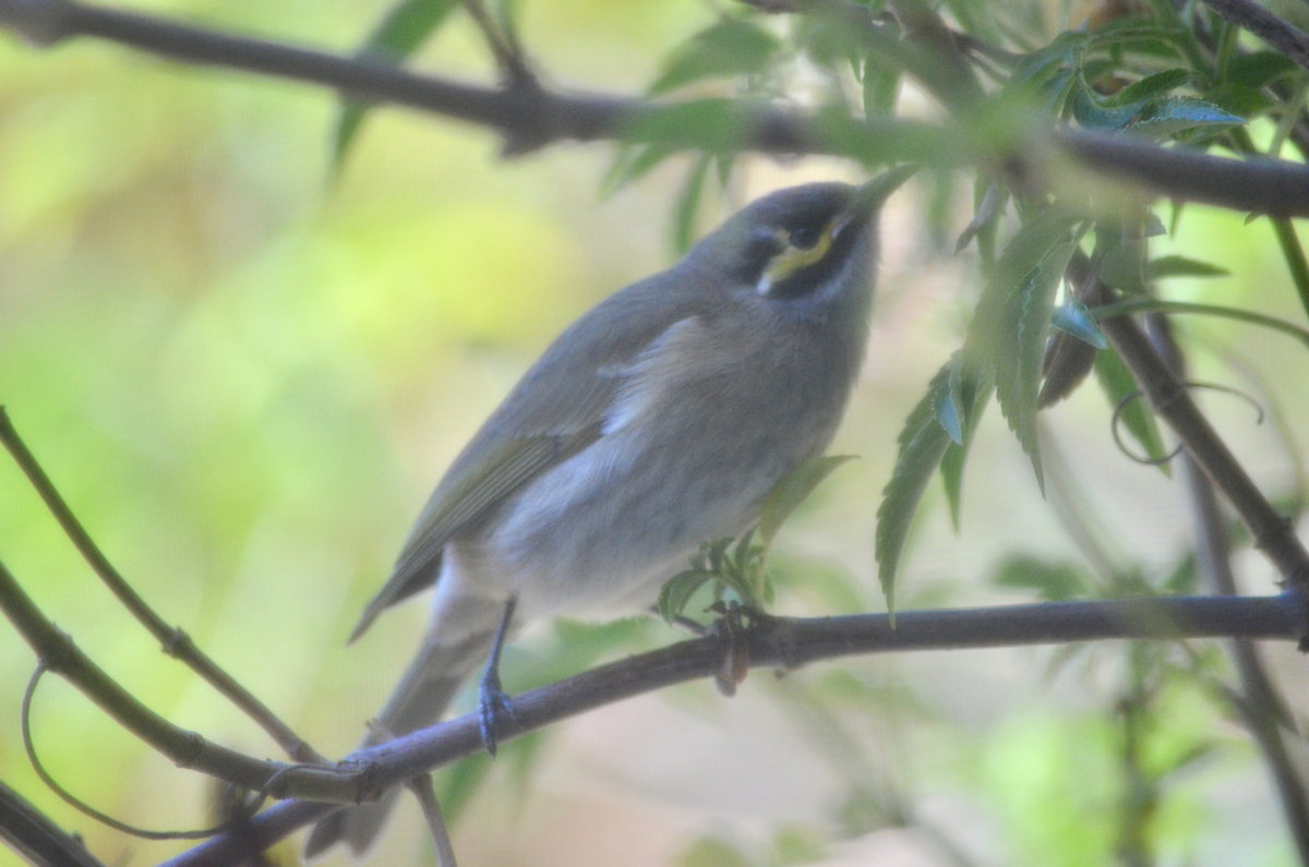 f:id:Wattlebird:20190608200940j:plain f:id:Wattlebird:20190608200940j:plain