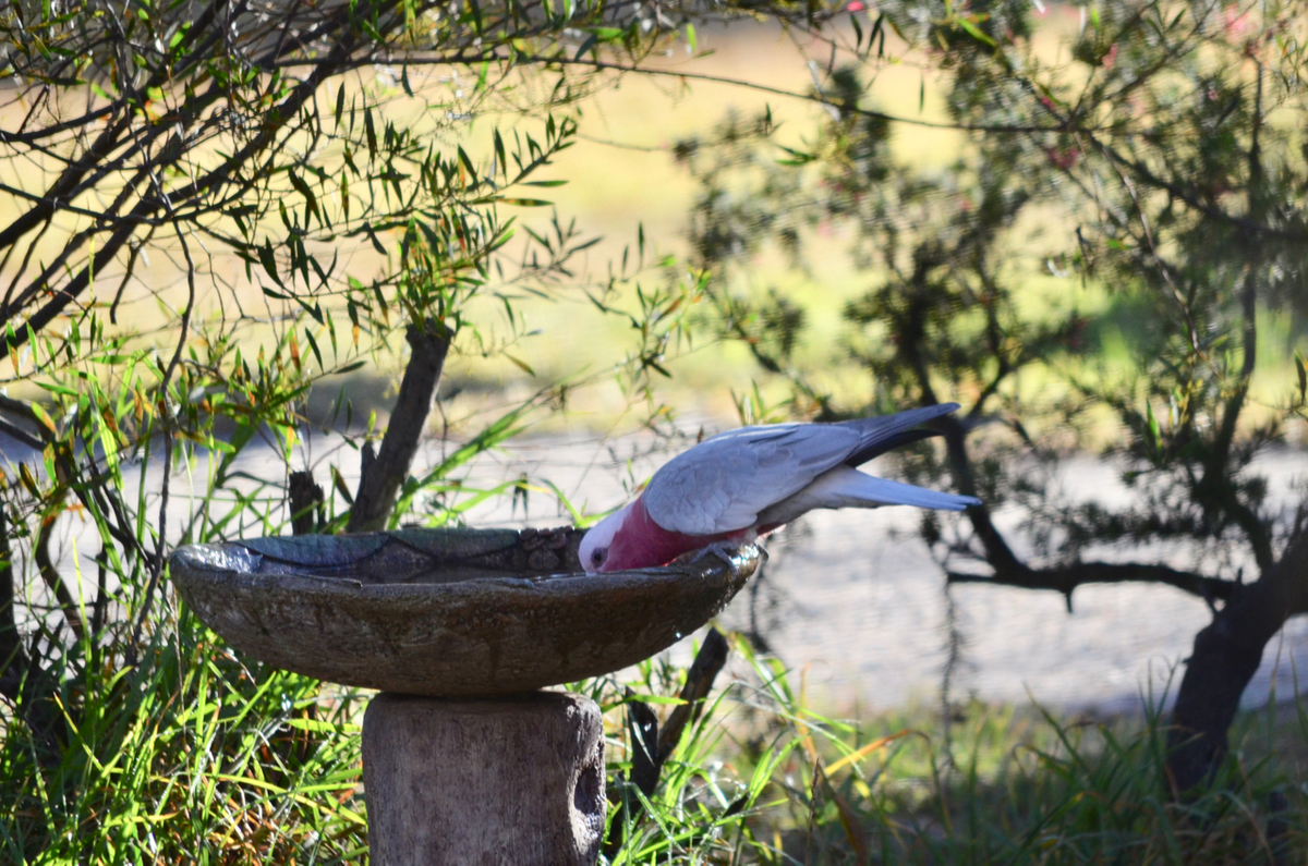 f:id:Wattlebird:20190608201535j:plain f:id:Wattlebird:20190608201535j:plain