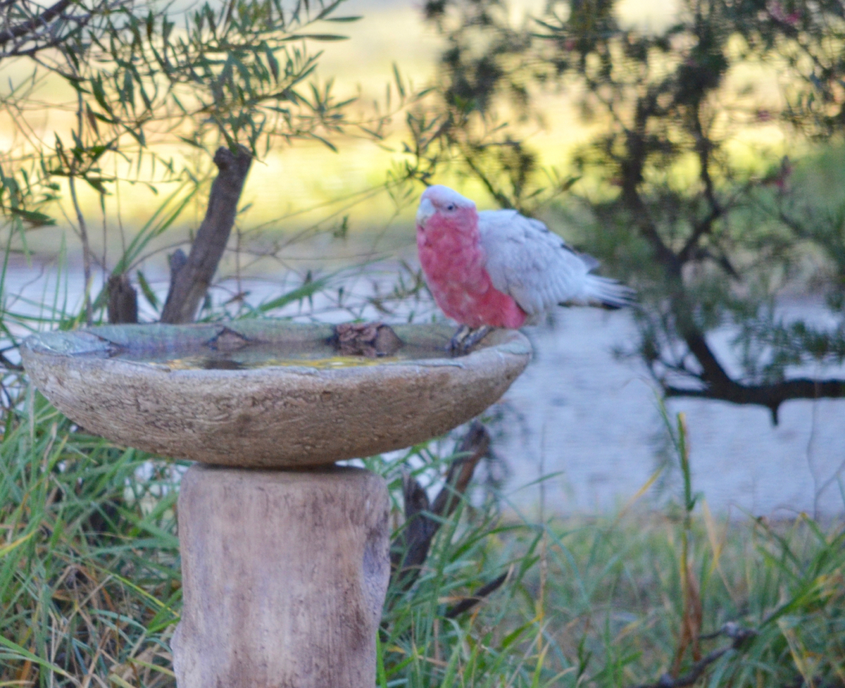 f:id:Wattlebird:20190608201555j:plain f:id:Wattlebird:20190608201555j:plain
