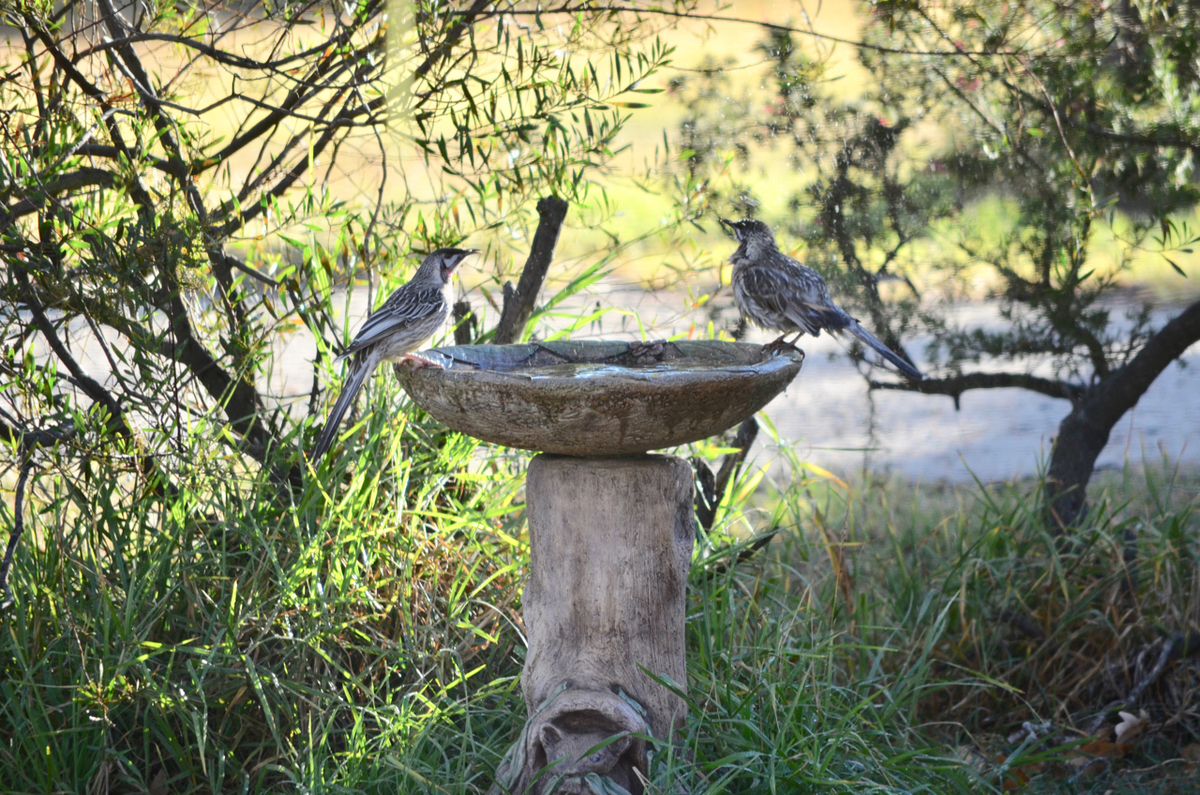 f:id:Wattlebird:20190608201622j:plain f:id:Wattlebird:20190608201622j:plain