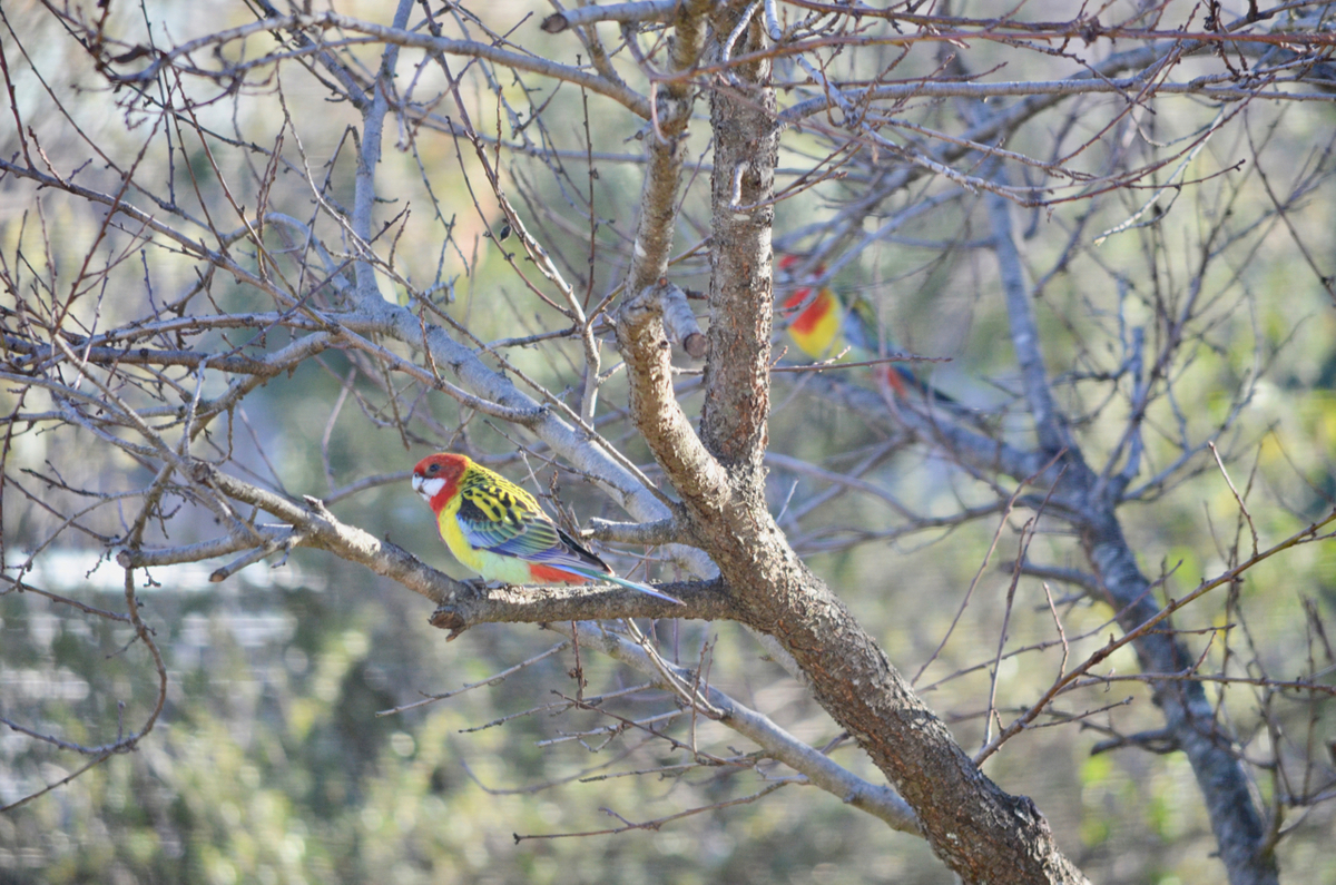 f:id:Wattlebird:20190608202453j:plain f:id:Wattlebird:20190608202453j:plain