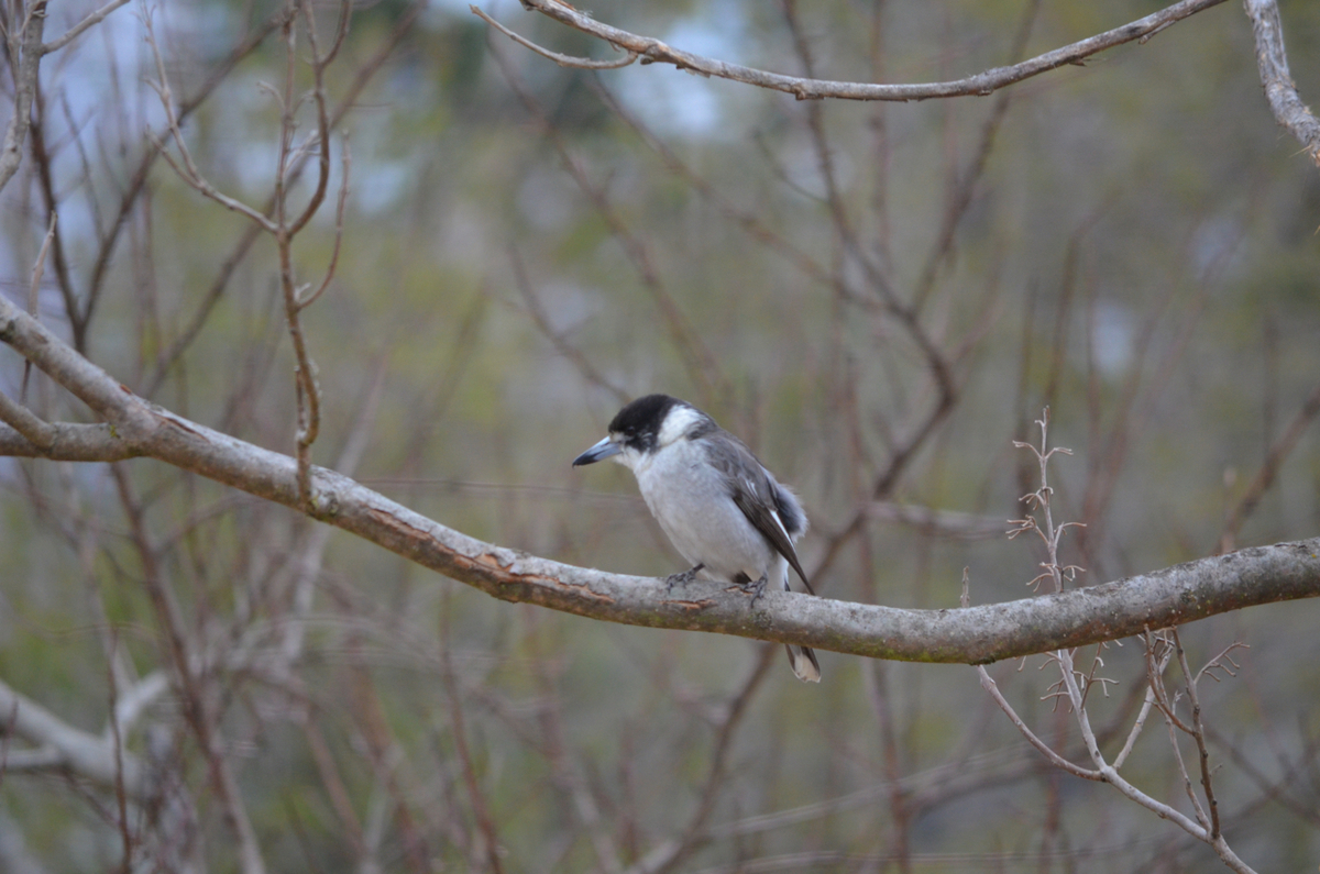 f:id:Wattlebird:20190608202934j:plain f:id:Wattlebird:20190608202934j:plain