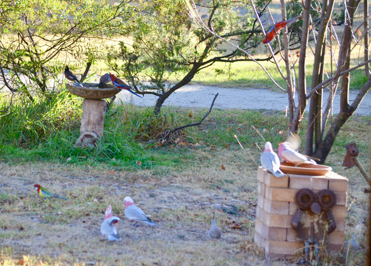 f:id:Wattlebird:20190709192321j:plain f:id:Wattlebird:20190709192321j:plain