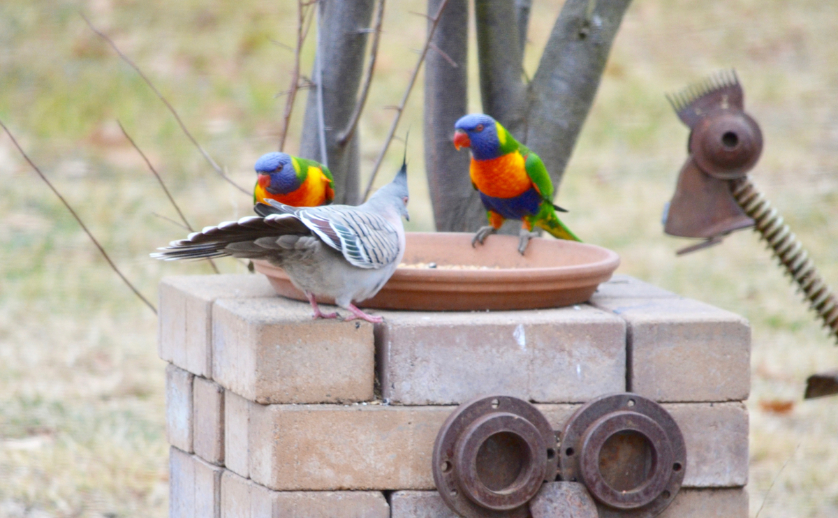 f:id:Wattlebird:20190709194139j:plain f:id:Wattlebird:20190709194139j:plain