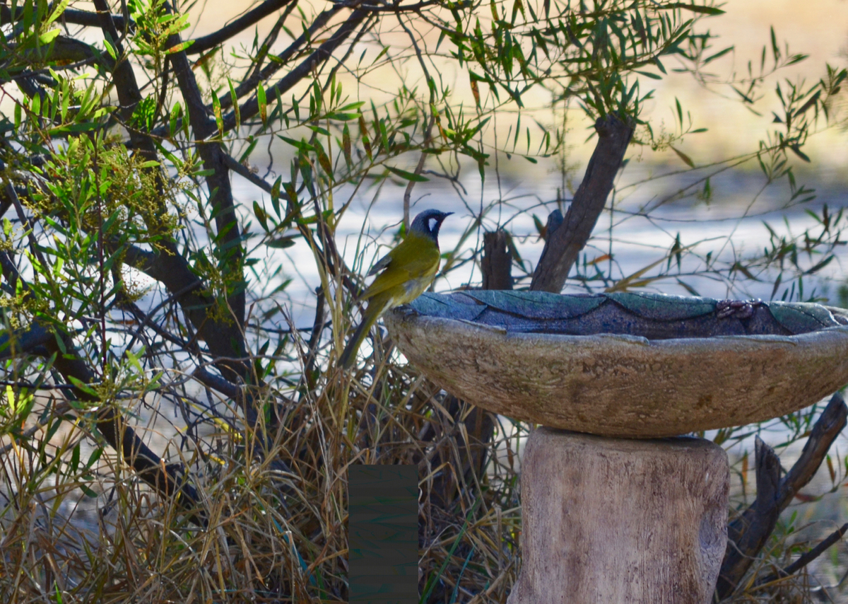 f:id:Wattlebird:20190709194503j:plain f:id:Wattlebird:20190709194503j:plain