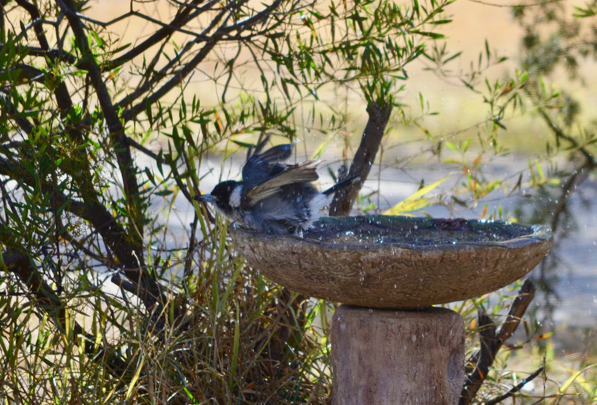 f:id:Wattlebird:20190709194659j:plain f:id:Wattlebird:20190709194659j:plain