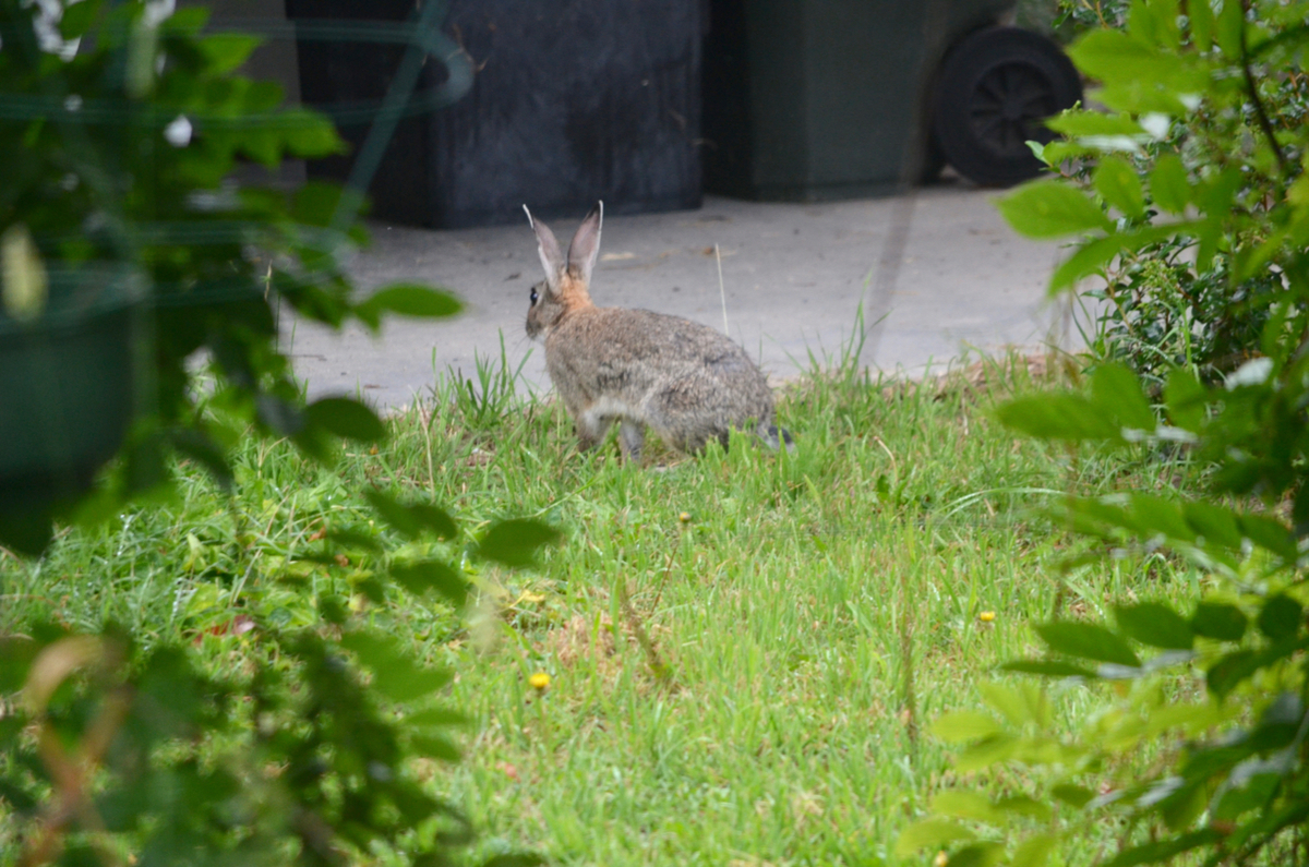 f:id:Wattlebird:20220204163606j:plain