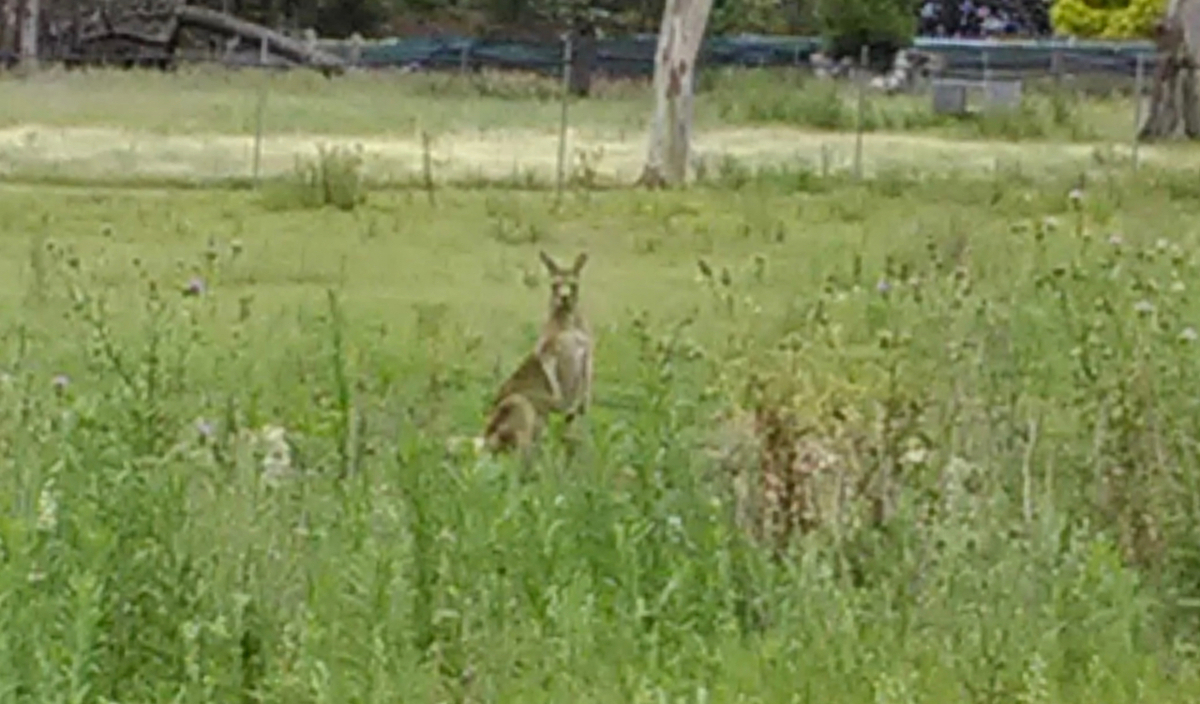 f:id:Wattlebird:20220204165730j:plain