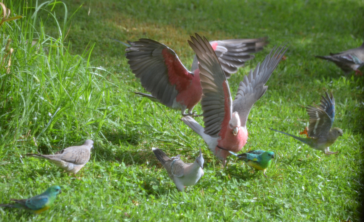 f:id:Wattlebird:20220220204132j:plain