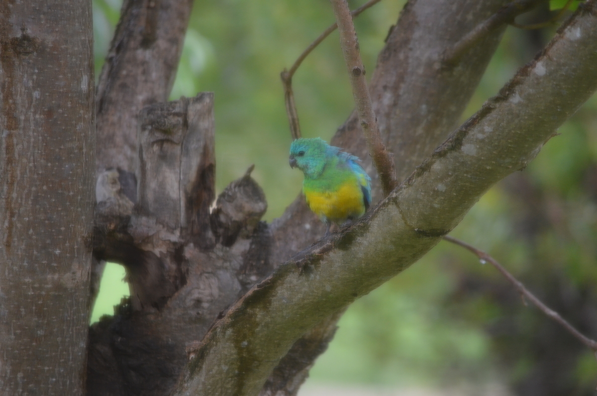 f:id:Wattlebird:20220220205049j:plain