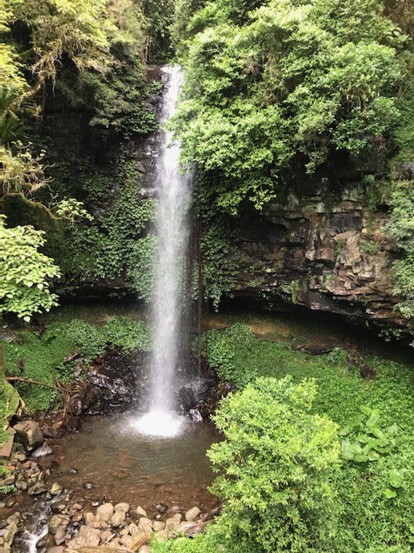 Dorrigo National Park - K's Backyard