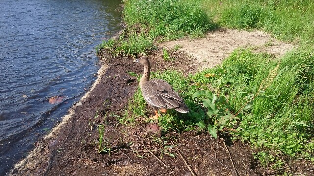 f:id:WeekEndRider:20160813205124j:image