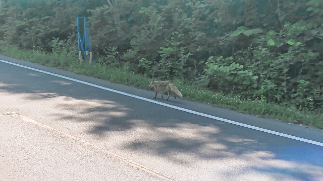 f:id:WeekEndRider:20190629080432j:image