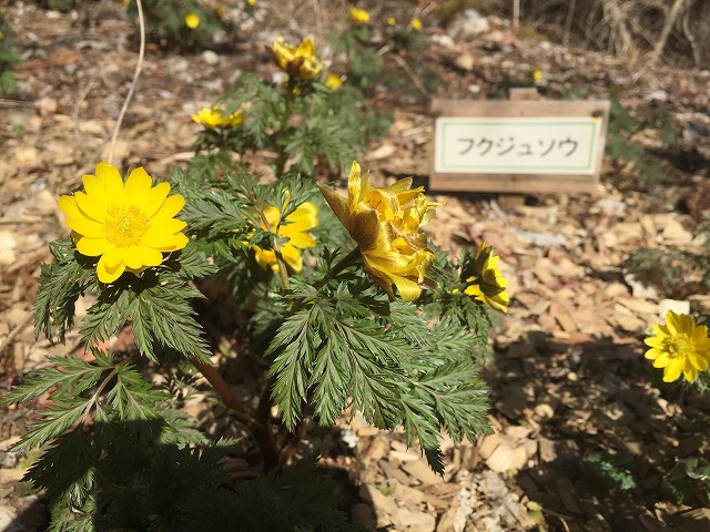 イメージ 6