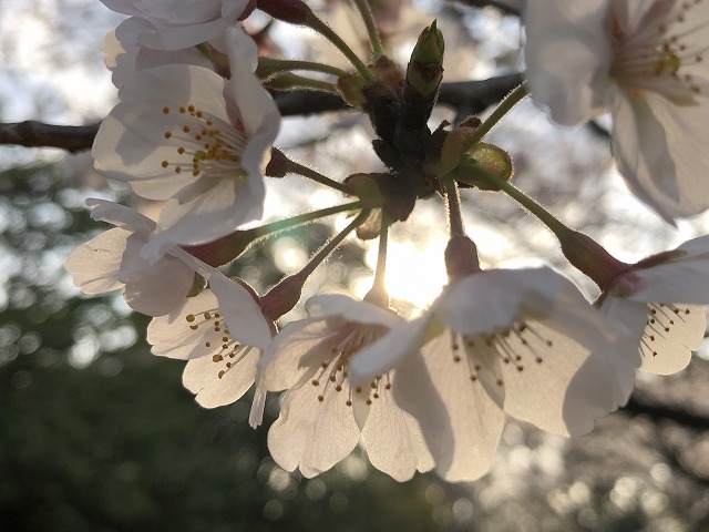 f:id:Westyumi:20200329172032j:plain