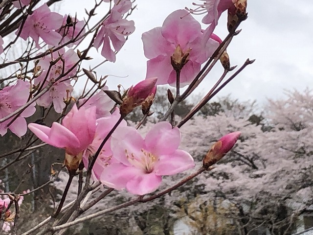 f:id:Westyumi:20210404002849j:plain