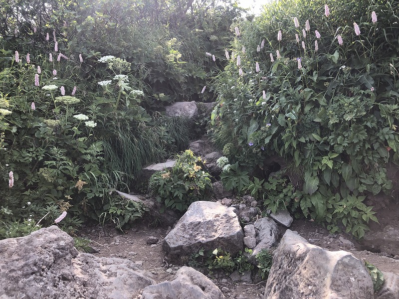 f:id:Westyumi:20210801232402j:plain