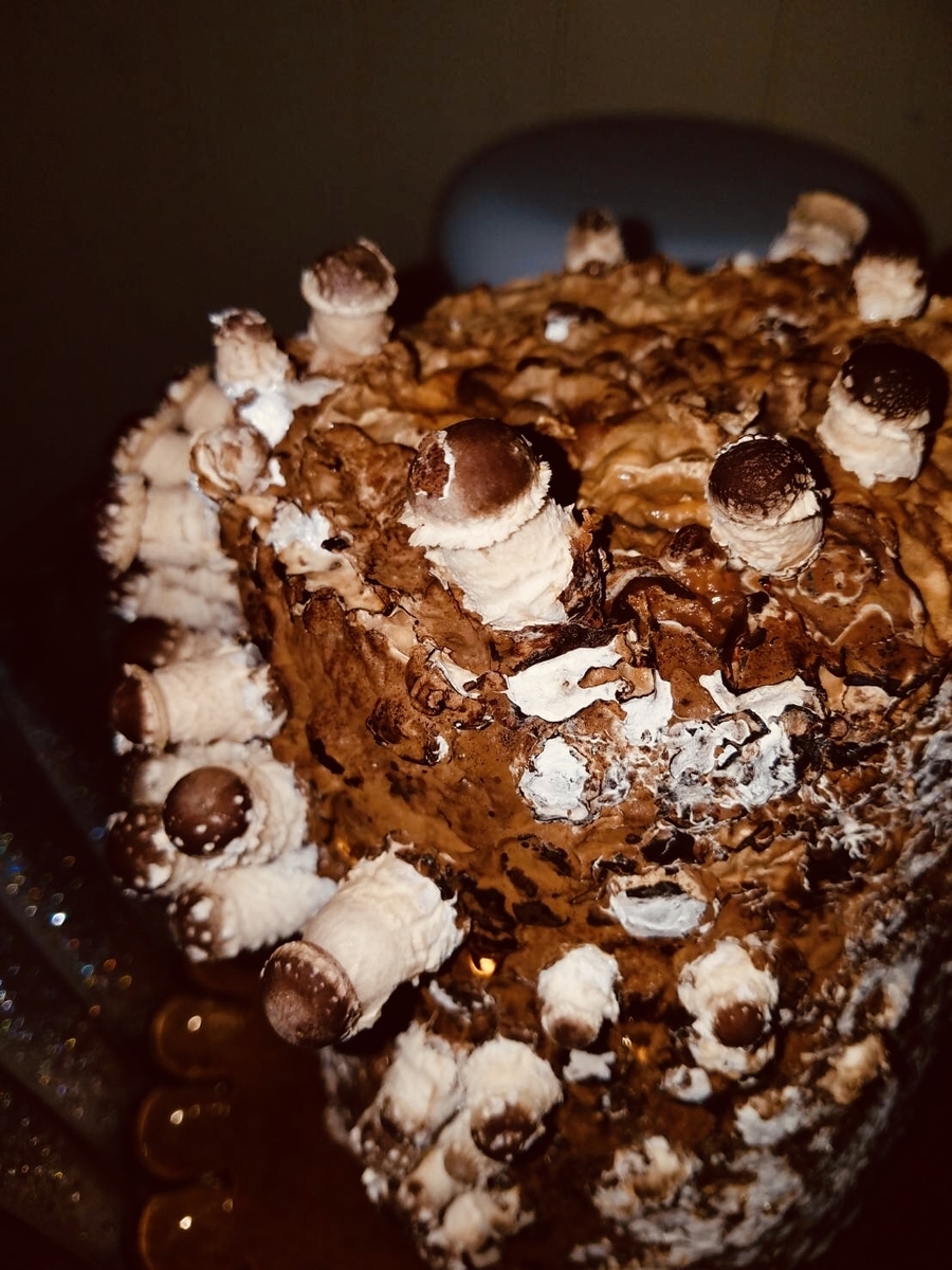 f:id:Wetland:20190627001819j:plain