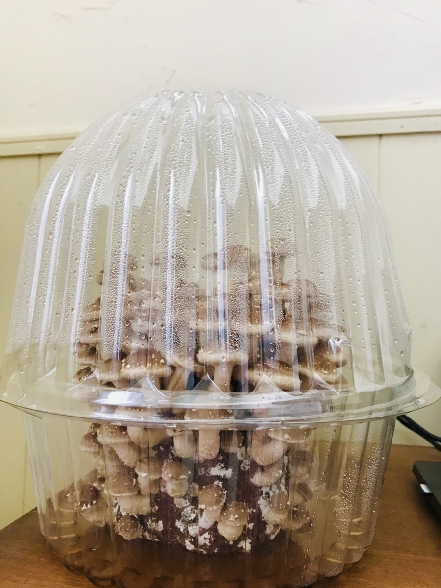 f:id:Wetland:20190627003536j:plain