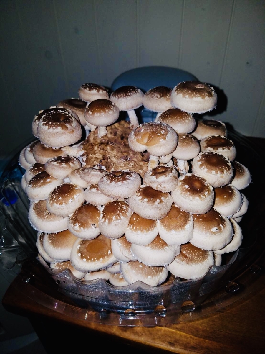 f:id:Wetland:20190627003858j:plain