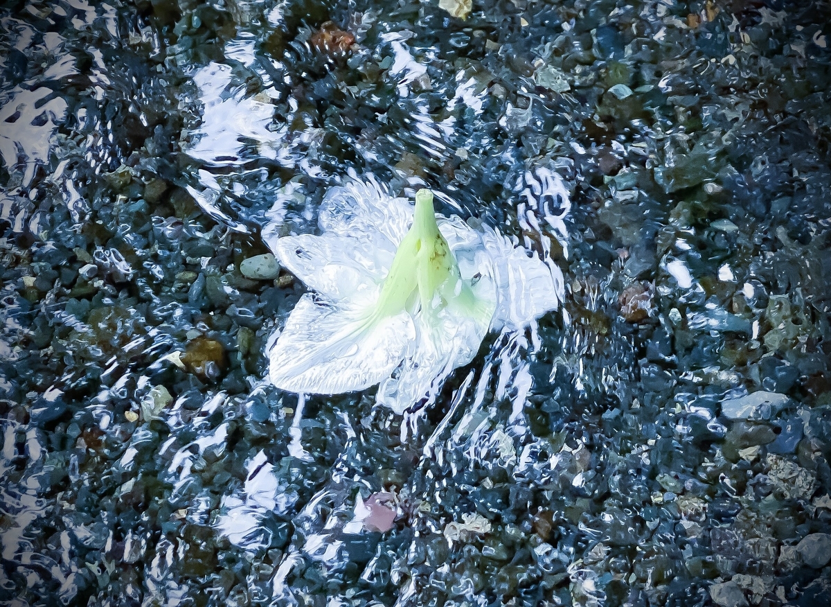 f:id:Wetland:20210912235319j:plain