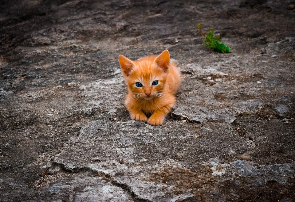 f:id:WewPet:20201107233313j:plain f:id:WewPet:20201107233313j:plain