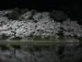 [自然]千鳥ケ淵の桜2