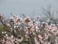 [自然]桝形山の桜