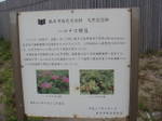 Dsc042181 Dsc042181